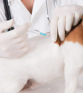 Impfbestimmungen fr den Hund