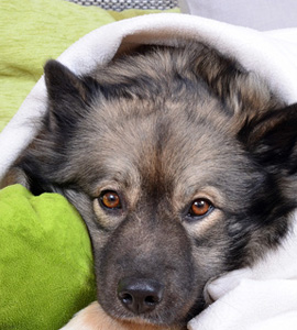 Mietwohnung mit Hund