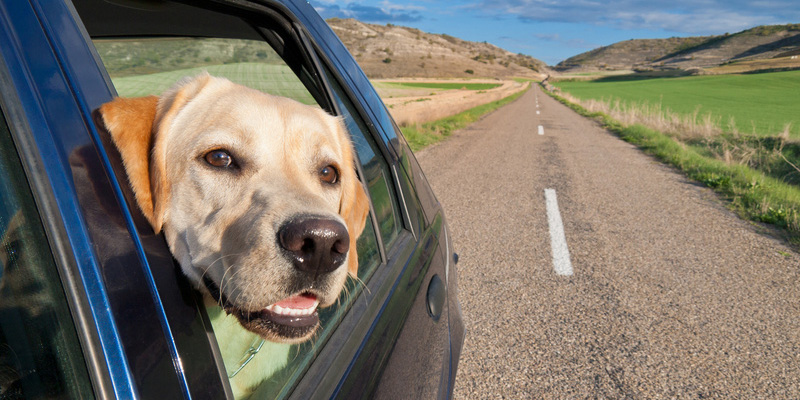 Autofahren mit Hund: So gelingt es!