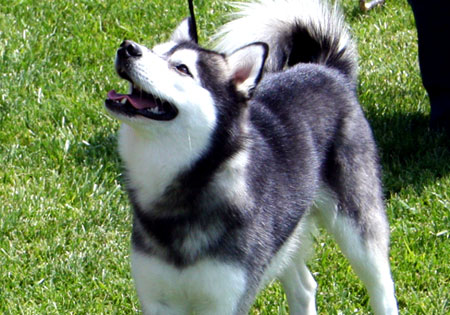 Hunderassen Alaskan Klee Kai